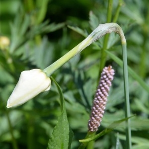 Photographie n°1827446 du taxon Narcissus poeticus L. [1753]