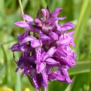 Photographie n°1827449 du taxon Dactylorhiza majalis (Rchb.) P.F.Hunt & Summerh. [1965]