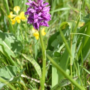 Photographie n°1827454 du taxon Dactylorhiza majalis (Rchb.) P.F.Hunt & Summerh. [1965]