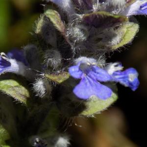 Photographie n°1827471 du taxon Ajuga reptans L. [1753]