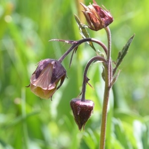 Photographie n°1827526 du taxon Geum rivale L. [1753]