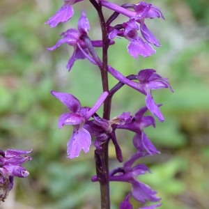  - Orchis mascula subsp. signifera (Vest) Soó [1927]