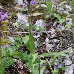  - Orchis mascula subsp. signifera (Vest) Soó [1927]