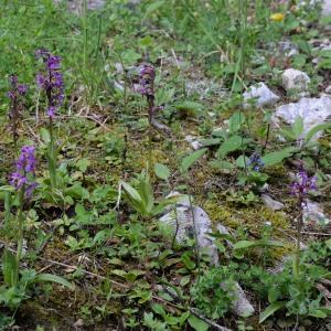  - Orchis mascula subsp. signifera (Vest) Soó [1927]