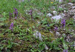 Michel Pansiot, le  7 juin 2017 (Saint-Martin-en-Vercors (Herbouilly))