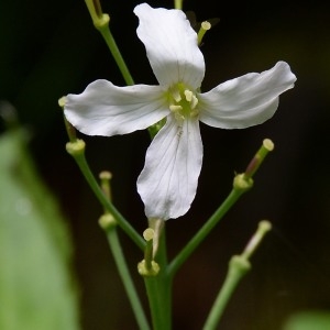 Photographie n°1827752 du taxon Cardamine heptaphylla (Vill.) O.E.Schulz [1903]