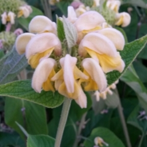 Photographie n°1827774 du taxon Phlomis fruticosa L. [1753]