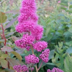 Photographie n°1827805 du taxon Spiraea douglasii Hook. [1832]