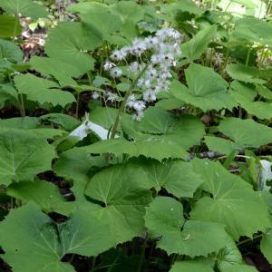 Photographie n°1827816 du taxon Petasites albus (L.) Gaertn. [1791]