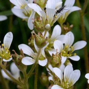 Photographie n°1827823 du taxon Saxifraga granulata L. [1753]