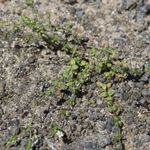 Photographie n°1828028 du taxon Arenaria serpyllifolia L.