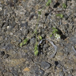 Photographie n°1828029 du taxon Arenaria serpyllifolia L.