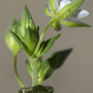 Photographie n°1828035 du taxon Arenaria serpyllifolia L.