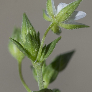Photographie n°1828037 du taxon Arenaria serpyllifolia L.