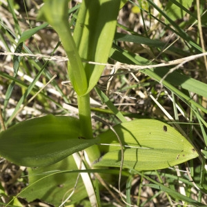 Photographie n°1828095 du taxon Dactylorhiza elata subsp. sesquipedalis (Willd.) Soó [1962]