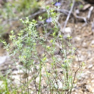 Photographie n°1828165 du taxon Lotus dorycnium L. [1753]