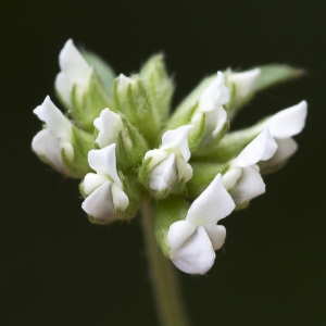 Photographie n°1828171 du taxon Lotus dorycnium L. [1753]