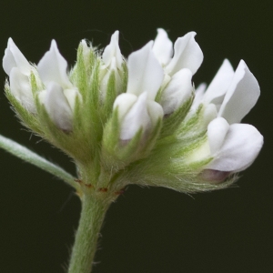 Photographie n°1828172 du taxon Lotus dorycnium L. [1753]