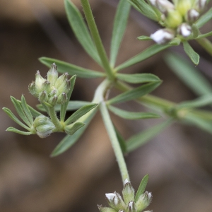 Photographie n°1828176 du taxon Lotus dorycnium L. [1753]