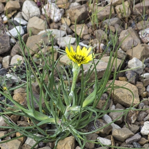 Photographie n°1828230 du taxon Tragopogon dubius Scop. [1772]