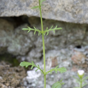 Photographie n°1828245 du taxon Valeriana officinalis subsp. tenuifolia (Vahl) Schübler & G.Martens [1834]