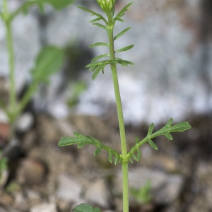 Photographie n°1828251 du taxon Valeriana officinalis subsp. tenuifolia (Vahl) Schübler & G.Martens [1834]