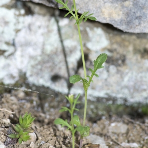 Photographie n°1828252 du taxon Valeriana officinalis subsp. tenuifolia (Vahl) Schübler & G.Martens [1834]