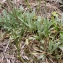  Liliane Roubaudi - Antennaria dioica (L.) Gaertn. [1791]