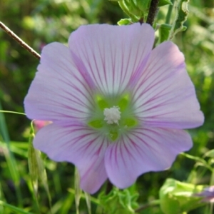 Photographie n°1830018 du taxon Malva alcea L. [1753]