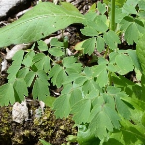 Photographie n°1830355 du taxon Thalictrum aquilegiifolium L. [1753]