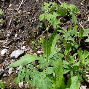 Photographie n°1830363 du taxon Thalictrum aquilegiifolium L. [1753]