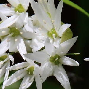 Photographie n°1830374 du taxon Allium ursinum L. [1753]