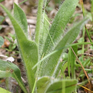 Photographie n°1831634 du taxon Hieracium aurantiacum L. [1753]