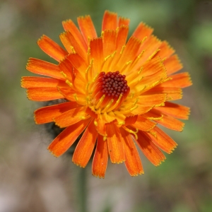 Photographie n°1831768 du taxon Hieracium aurantiacum L. [1753]