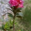  Liliane Roubaudi - Rhododendron ferrugineum L. [1753]