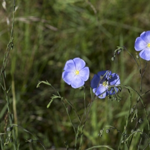 Photographie n°1833038 du taxon Linum leonii F.W.Schultz [1838]