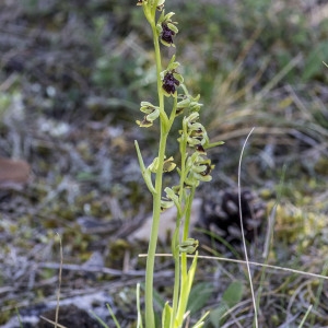 Photographie n°1833098 du taxon Ophrys aymoninii (Breistr.) Buttler