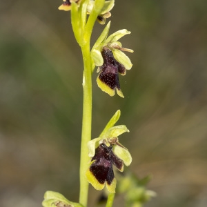 Photographie n°1833110 du taxon Ophrys aymoninii (Breistr.) Buttler