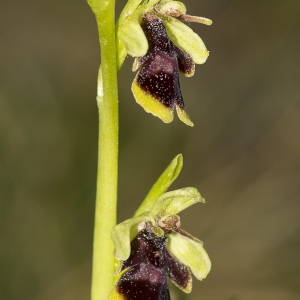 Photographie n°1833124 du taxon Ophrys aymoninii (Breistr.) Buttler