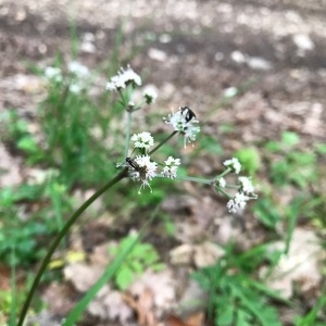 Photographie n°1833351 du taxon Sanicula europaea L. [1753]