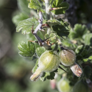 Photographie n°1836240 du taxon Ribes uva-crispa L.