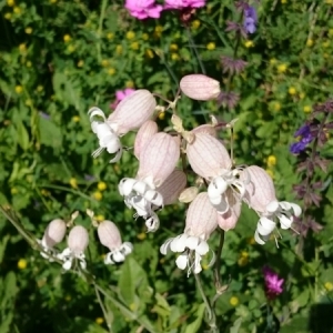 Photographie n°1837004 du taxon Silene vulgaris (Moench) Garcke [1869]