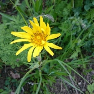 Photographie n°1838085 du taxon Tragopogon pratensis L. [1753]