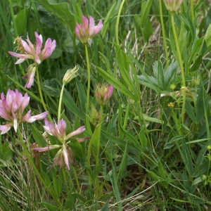 Photographie n°1838101 du taxon Trifolium alpinum L. [1753]