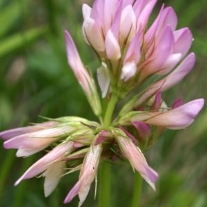 Photographie n°1838130 du taxon Trifolium alpinum L. [1753]