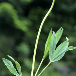 Photographie n°1838180 du taxon Trifolium alpinum L. [1753]