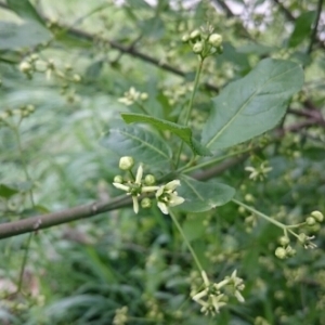 Photographie n°1838187 du taxon Euonymus europaeus L. [1753]