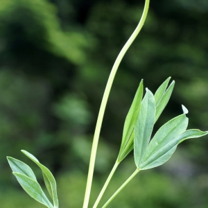 Photographie n°1838219 du taxon Trifolium alpinum L. [1753]