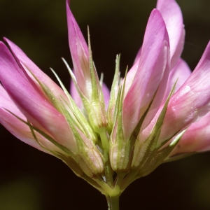 Photographie n°1838311 du taxon Trifolium alpinum L. [1753]