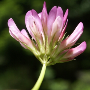 Photographie n°1838347 du taxon Trifolium alpinum L. [1753]